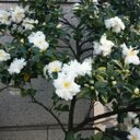 菅野 明 (@0122sugano) Twitter