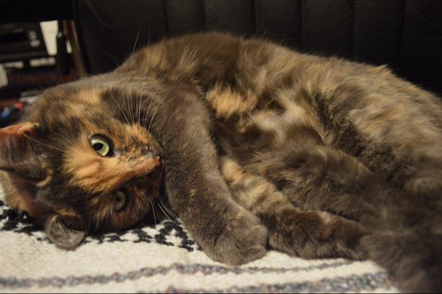 I'm a bitch, meow down to me because I am purrfect.