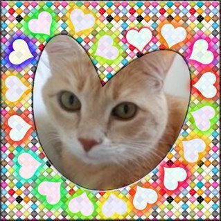 I'm a huge #cats & #dogs lover. I volunteer for animal rescues & for homeless people. #karma #adopt #rescue #foster unfollow=unfollow