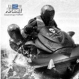 WhaleWarsSSCS's profile picture. Follow the Sea Shepherds to the bottom of the world to stop the Japanese whalers!