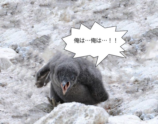 ペンギンコラ画像bot Pencollage Twitter