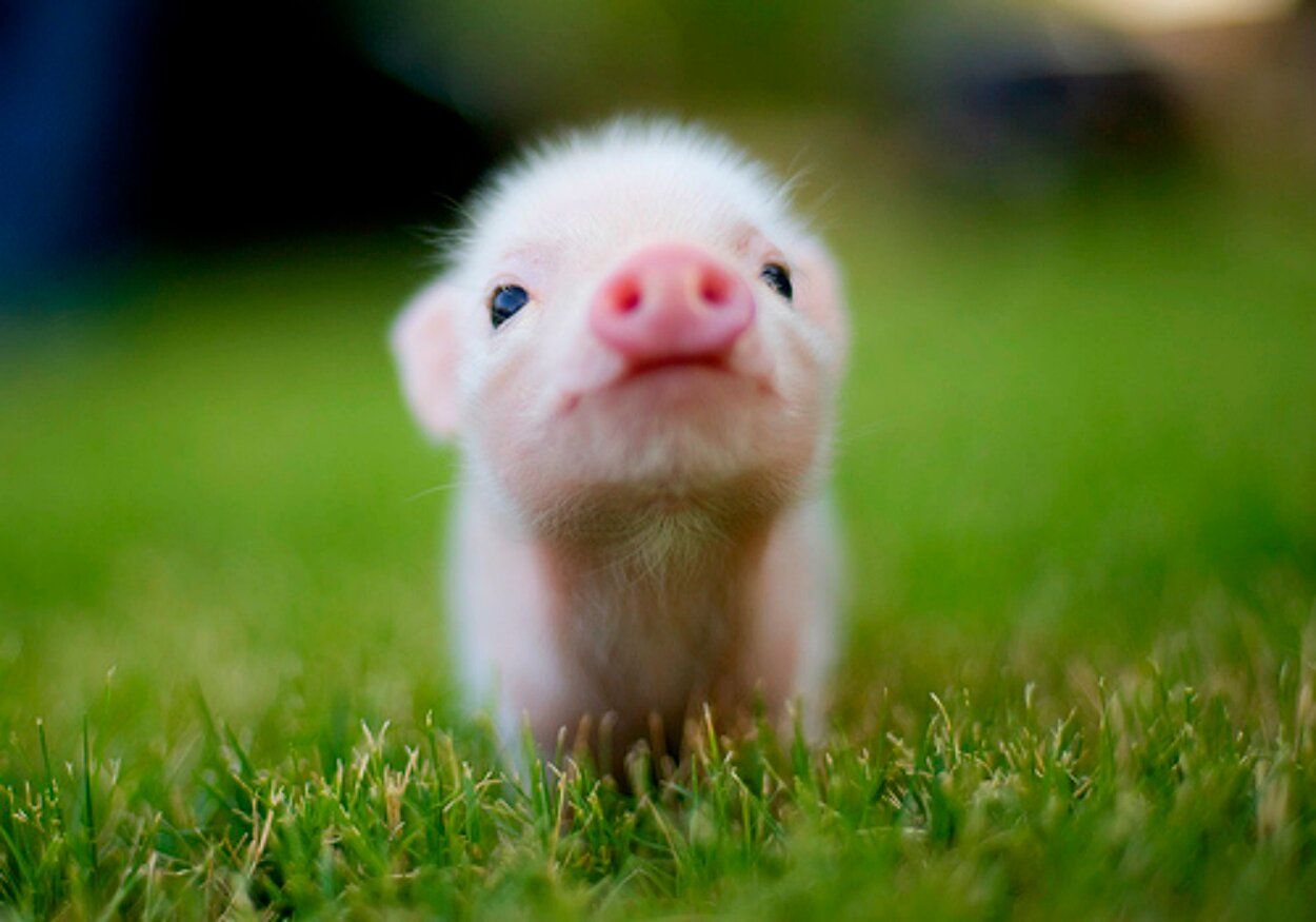 The cutest baby animal pictures on the internet.