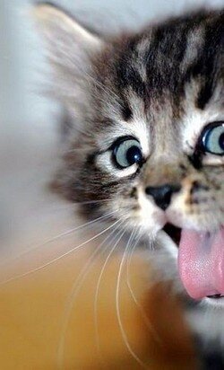 I love #music #rock  #rock/n'roll  ! And I love #pets #cats #dogs ! :)  #alwaysfollowback #followback