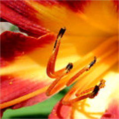 lanrichie1's profile picture. Mr. Detroit city Tru Fam is the label DTP is the crew and Goon Sqwad is the family