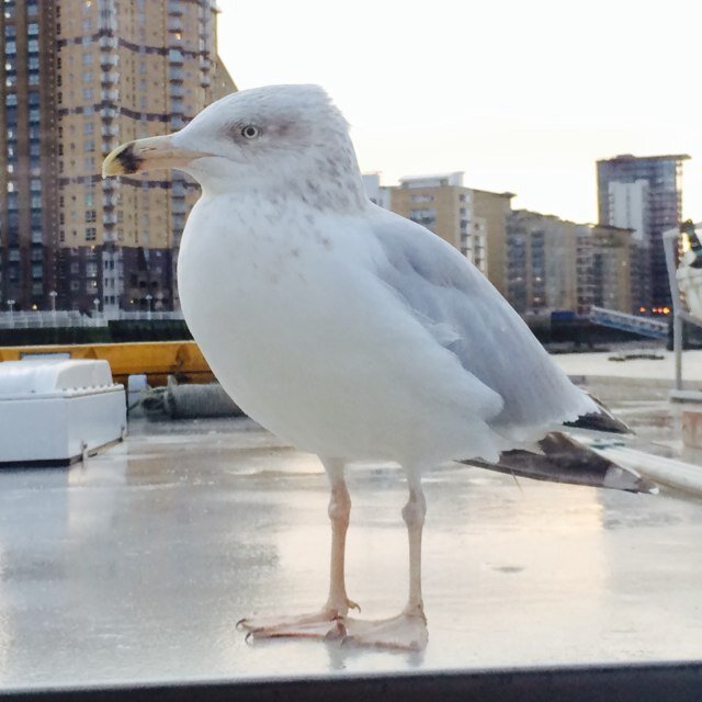 Celebrity Seagull, Self-Proclaimed Mascot to the RB4 Ferry across the River Thames Canary Wharf to DoubleTree Hilton Docklands Hotel.