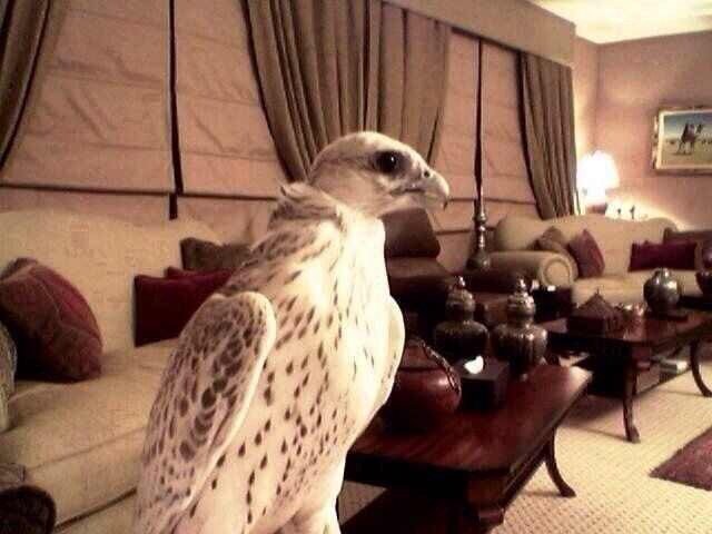 شاعر واحب الفقراء الطيبين
