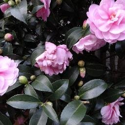 原発と戦争絶対反対！憲法9条実現を！原発も基地もない平和な世界を！趣味は映画鑑賞です。