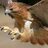 Hawk_UP
