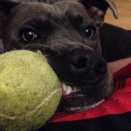 theirmum, doglover, useless but keen runner