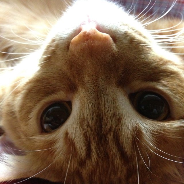 drdr_lisc_kagi's profile picture. 写真用