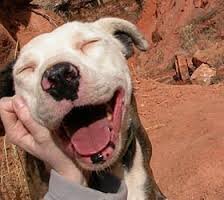No-kill shelter / Refugio que no mata