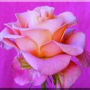 Nour Nour (@009_nour) Twitter