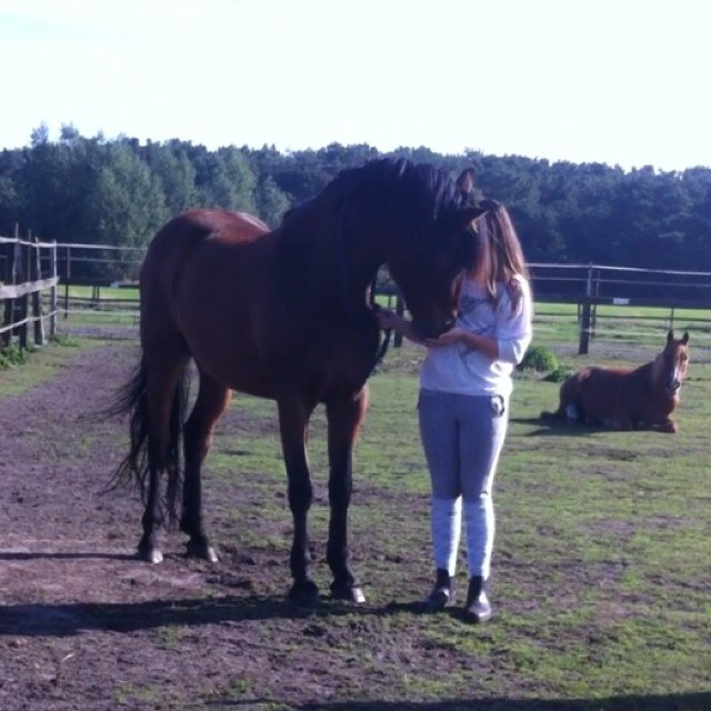 ♡OSSENDRECHT