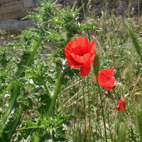 Ümit (@uozbasi) 's Twitter Profile