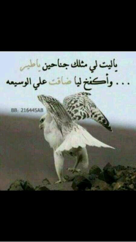 ولد شعري من صدر حائل فأصبح مؤلماً                                            شاعر