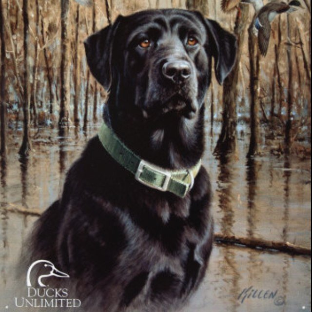Lets all do our part to protect this great Country's waterfowl so the next generation can expierence the thrill of a 12 gauge smokin' an early flock of birds.