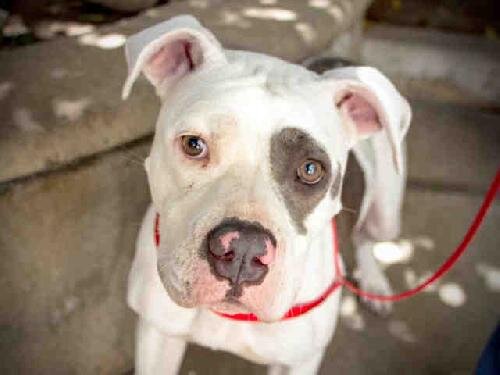 ❤️🩹 501c3 rescuing ALL DOGS
👉 Adopt | Foster | Volunteer | Donate
🎁 https://t.co/Vy4smxYyPN
🐶 70+ dogs in foster care
