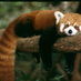 BushyTailKuma (@bushytailkuma) Twitter profile photo BushyTailKuma (@bushytailkuma) Twitter profile photo