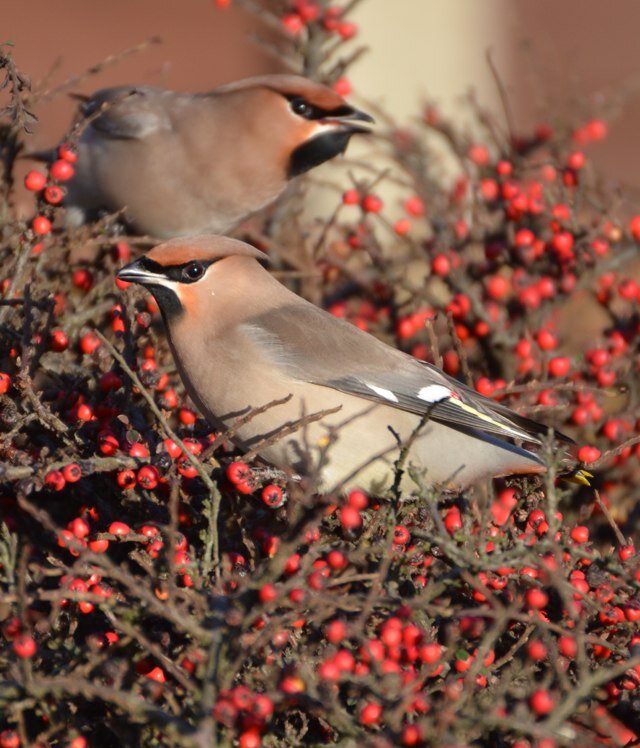 Volunteer @RSPBSandwell Valley, birdwatcher, brass player, sport lover and fan of all things light hearted!