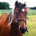 Celeste Jones - @painthorse003 - Twitter