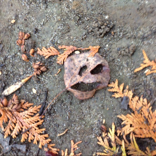 BoxermomMary's profile picture. 