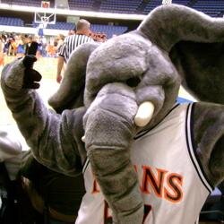 Intercollegiate Elephant Race Champ 1962 Reppin' that Blue Orange and White CSUF 4EVA #Fully #SoCalLivin