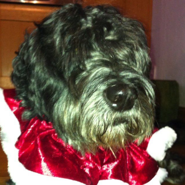 wildrover1919's profile picture. 