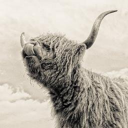 Livestock & Landscape photographer
