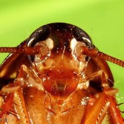 PabloFCruz's profile picture. prrrrchhhhh