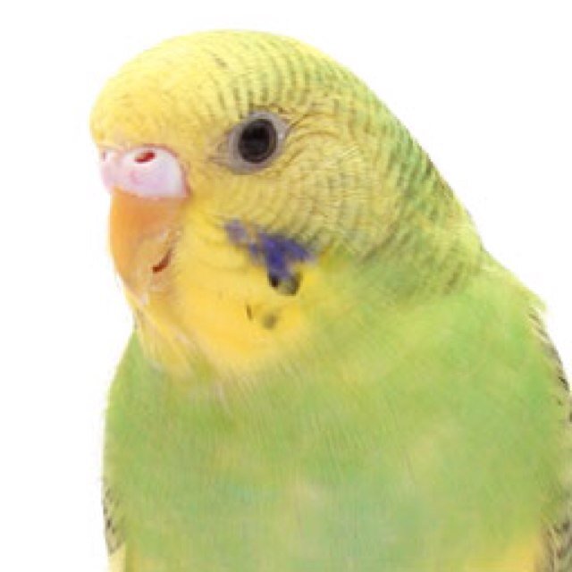 2 dogs, 1 budgie, 1 beta fish, go to platt high school, in play: frankenstien unplugged
