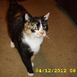 i have 6 cats and we care for 25 feral cats outsude help the feral cats
