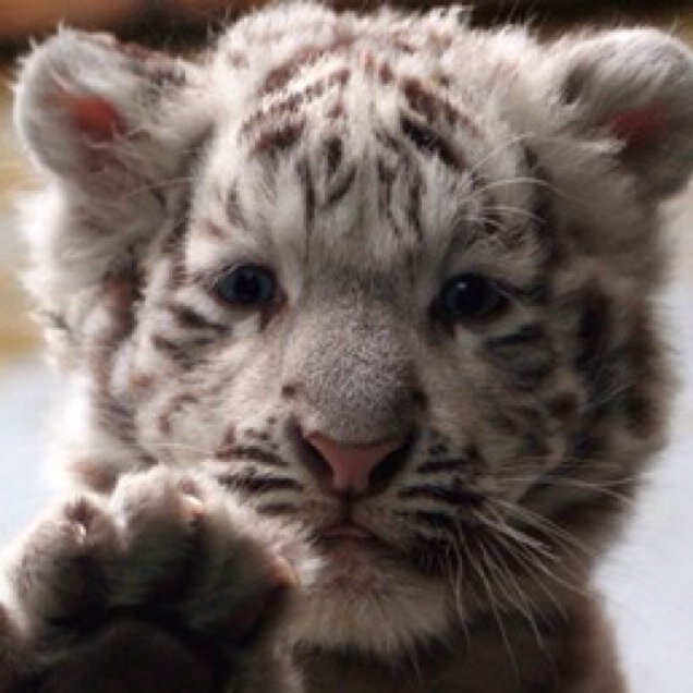 Dennis_Xi's profile picture. 