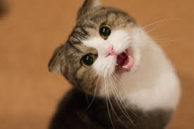Common Cat meows will be translated allowing followers to discover what cats are really saying