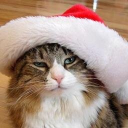 Ya, U wot m8?
