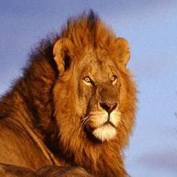 WanyamaAfrica's profile picture. 