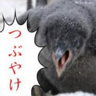 ぺんぎんのつぶやき ペンギンコラ面白そうだから私も実体験を元に作ってみました Http T Co Szidayehvi Http T Co 9sdc5jn1dz