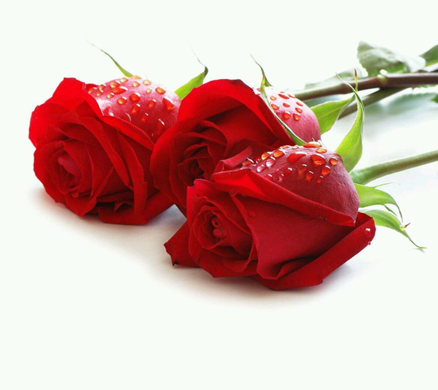 oRed_Rose's profile picture. احب الرسم والورد وكتب علم النفس وفي طريقي لتأليف كتاب ربما يبصر النور قريبآ وربما بعد أعوام عديده 🌹