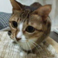 izkdicです。Dancing☆Onigiriというブラウザ音ゲーを中心に、いろんなことにチャレンジしています。ヤジリン（ほぼ毎日20時投稿）→ https://t.co/TYHZDGCCTF ※いただいたパズルの解答報告には全て目を通しております。返信できていなくてすみません。いつもありがとうございます。