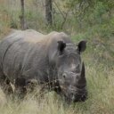 George Tomlin - @savetherhinocam - Twitter