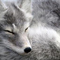 vegetabolse's profile picture. 