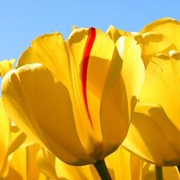 pavankastech's profile picture. Offered Services H1B | Green Card Processing | Full Time | Contract Positions | IT Career Advise | Recruitment |