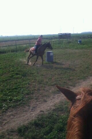 I love horses and other animals. I have 3 dog 1 cat &2 horses. I do any thing out there in the horse world! i love to ride!