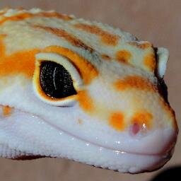 Providing A-1 collector level leopard geckos and supplies at great prices.