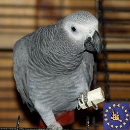 Gyro108's profile picture. Computer Programmer, Vaper and drone pilot