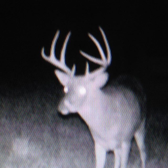 Bloodtrailoutdoors@hotmail.com **Offering guided Kansas Whitetail, Turkey, Dove, Predator and Waterfowl hunts starting 2014. 785-224-3750 @nickolaskwalsh