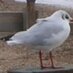 Emsworth & Hayling (@emsworthandhi) Twitter profile photo
