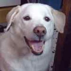 The Technology Watch Dog