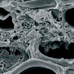 Coltivatori e centri di fitopatologia sono alla ricerca di un sistema diagnostico rapido per la rilevazione di questo batterio.
