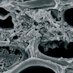 Xylella fastidiosa (@xylella_eu) Twitter profile photo