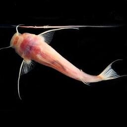 Cavefish hunter, Neuroscience Faculty